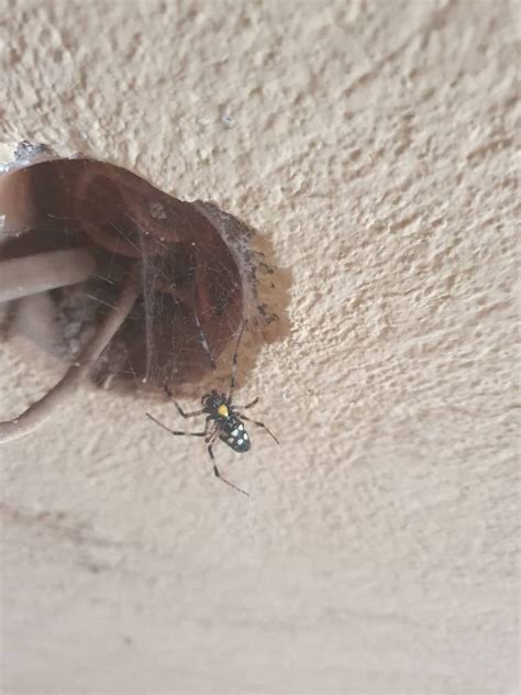 African Hermit Spider From G7X2 HJF Bunia Democratic Republic Of The