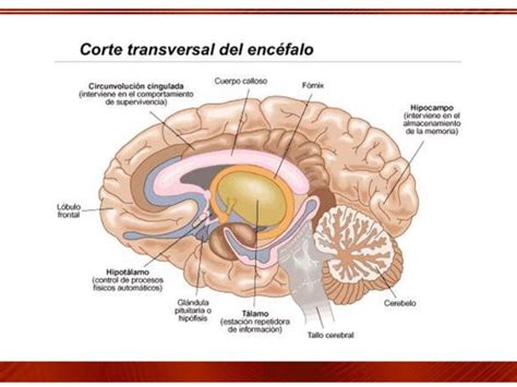 Sistema límbico: Qué es, funciones y su relación con las emociones