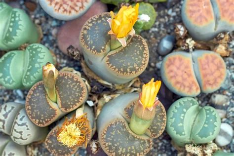 Lithops Living Stones Care Guide Everything You Need To Know