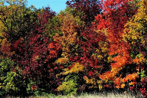 Vibrant Autumn Photograph By Rosanne Jordan Fine Art America