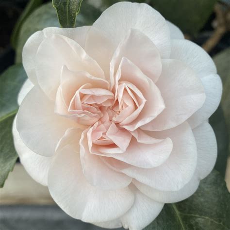 Camellia Ave Maria Weiss Und Winterharte Kamelien Pflanze Mein