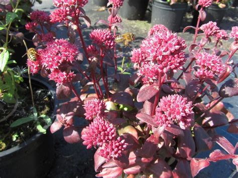 Purple Emperor Sedum Info How To Grow Purple Emperor Stonecrop Plants