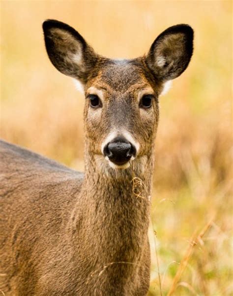 What Does It Mean When A Deer Stares At You Body Language Explained