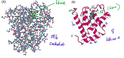 Chapitre Fonction Des Prot Ines H Moglobine Et Anticorps