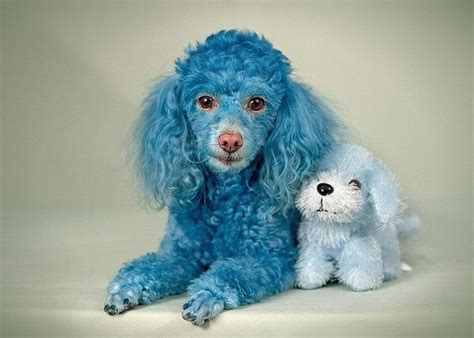 Funny Dog Blue Poodle Orgnlcotton08 Toy Poodle Puppies Poodle