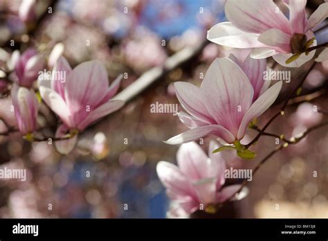 Beautiful Magnolia Tree In Lugano Switzerland Stock Photo Alamy