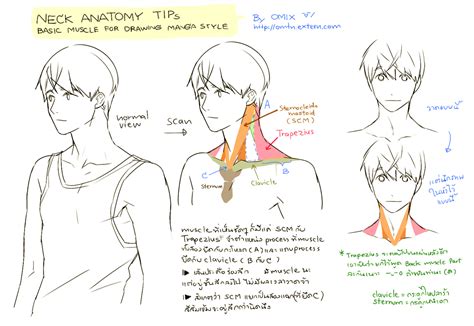 Basic Neck Anatomy by mixed-blessing on DeviantArt