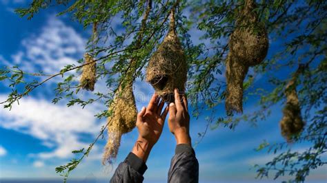 Wildlife Weaver Birds Nest On Bamboo Tree In Nature Outdoor Baya