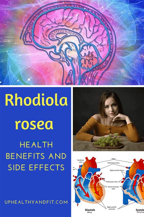 Rhodiola Rosea Health Benefits And Side Effects