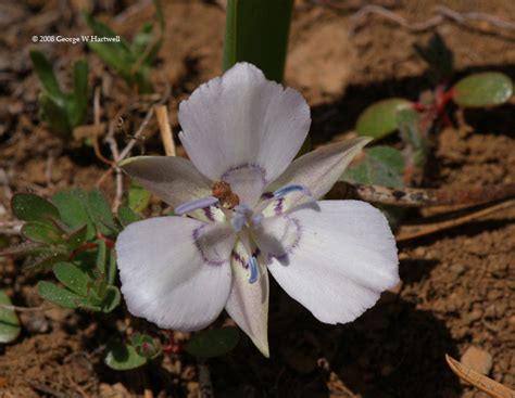 Naked Mariposa Photos Page