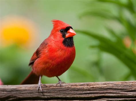 Do Cardinals Mate For Life Birdfact