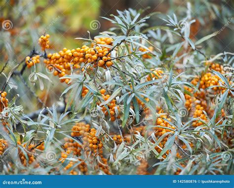 Sea Buckthorn Bush With Yellow Berries Hippophae Rhamnoides Sandthorn