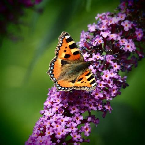 Free Images Pollinator Flower Insect Arthropod Moths And