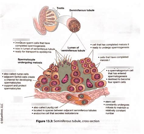 Seminiferous Tubules Cross Section