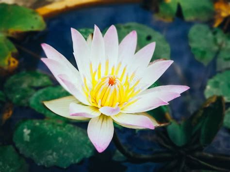 Nymphaea Lotus El Loto Blanco Egipcio El Loto Tigre El Loto Blanco O