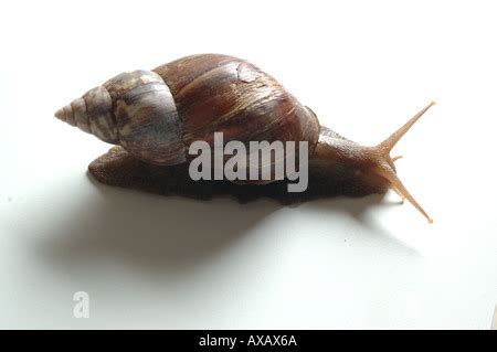 Snail teeth Stock Photo - Alamy