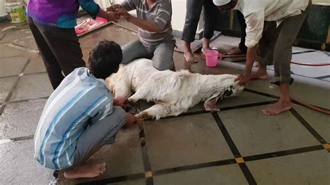 Goat Cutting In Eid Ul Adha 2019 Youtube