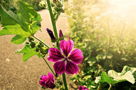 Kostenlose foto Natur blühen Feld Fotografie lila Sommer