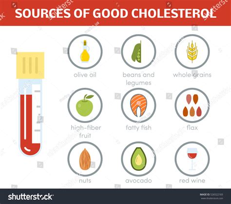 Sources Good Cholesterol Vector Icons Flat Stock Vector Royalty Free 526522183 Shutterstock