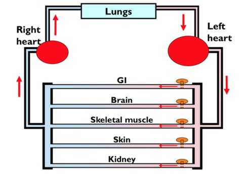 Hemodynamics Flashcards Quizlet