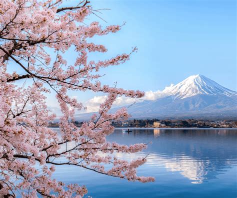 Cherry Blossom Meaning and Symbolism: A Detailed Exploration