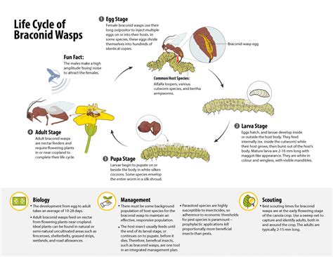 Beneficial Insects Canola Encyclopedia