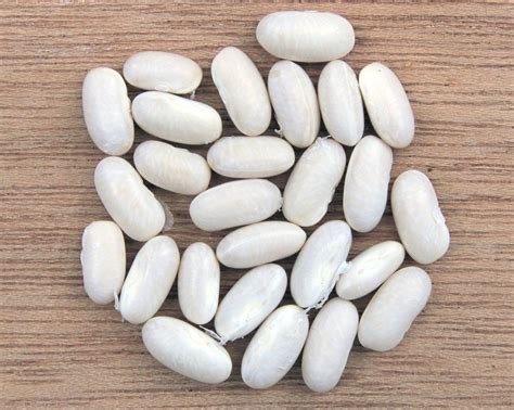 Great Northern Beans ,BUSH BEAN | Great northern beans, Northern beans ...