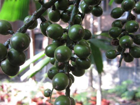 圓葉刺軸櫚 臺北典藏植物園