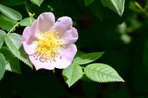 Rosa selvatica | JuzaPhoto