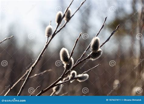 Branch Of Pussy Willow Tree With Tiny Fluffy Blossom Catkin In Early