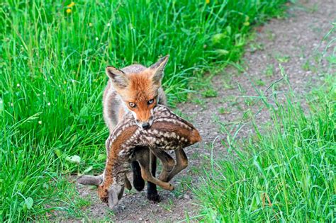 Kitzfänger Fuchs unsere Jagd 5 2021