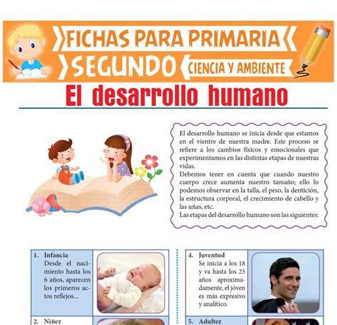 Etapas Del Desarrollo Humano Para Cuarto De Primaria Ciencias Nbkomputer