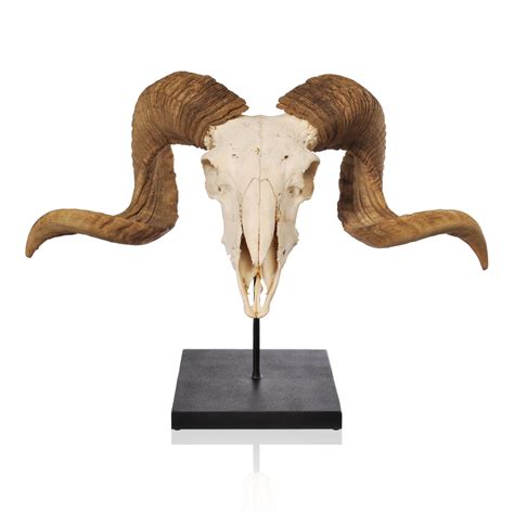 Georgia O'Keeffe’s Ram Skull | Warehouse 13 Artifact Database Wiki | Fandom