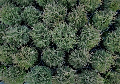 Żywotnik zachodni Tiny Tim Thuja occidentalis Tiny Tim Szkółka