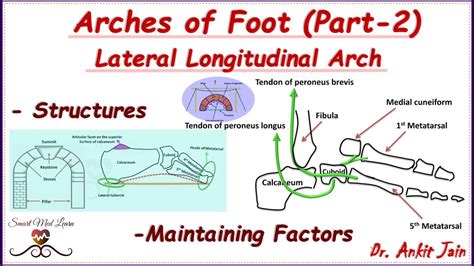 Arches Of Foot (Part-1)/Medial Longitudinal Arch/Anatomy -Structures Maintenance Factors ...