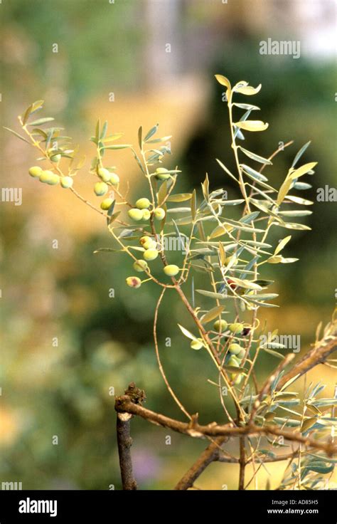 Olive Branch Peace Hi Res Stock Photography And Images Alamy