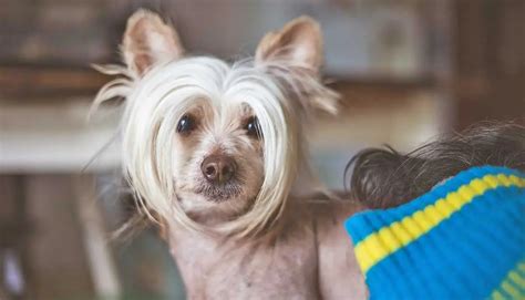 13 Facts About the Chinese Crested Dog