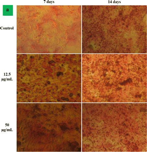 A Alp Activity And B Alizarin Red S Staining After The Induction Of