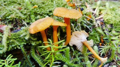 Common Wild Edible Mushrooms In Alberta And B C