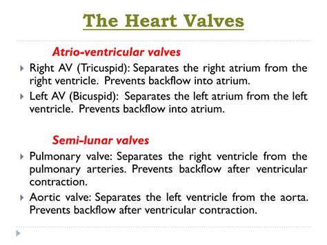 Heart Anatomy Pdfpdf