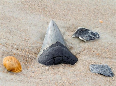 The Best Beaches To Find Shark Teeth In Florida