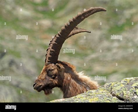 european ibex  alpine ibex capra ibex ibex  typical large