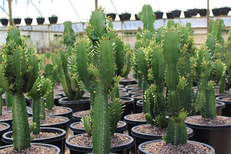 Euphorbia Eritrea Cowboy Peek Garden