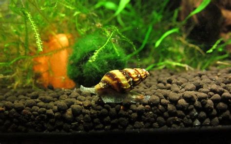 The Assassin Snail: A Detailed Guide - FishLab.com