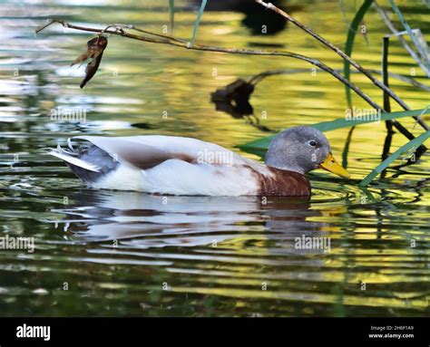 Mallard Male With Partial Albinism Stock Photo Alamy