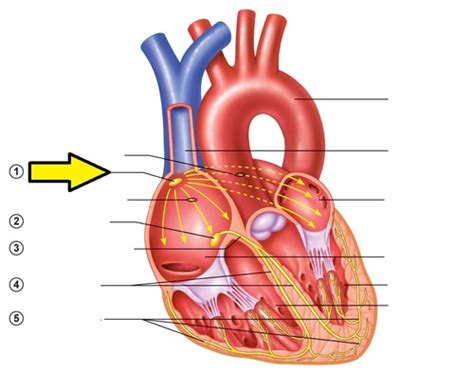 Exercises Cardiac Conduction Pathway Ekg Pulse Points And Pig