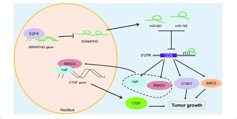 The Schematic Diagram Of Mechanism Of Lncrna Mir Hg In Bca E F