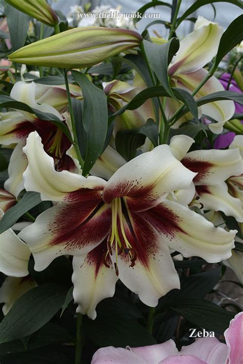Lilium 'Zeba' | Flowers, Lilium, Lily