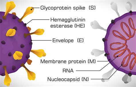 Covid Proteins Raybiotech