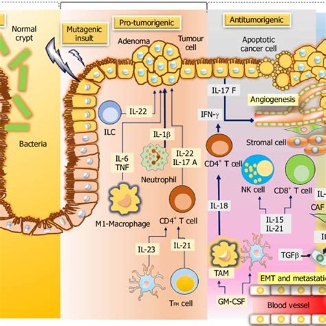 Pdf Novel Targeting Approaches And Signaling Pathways Of Colorectal